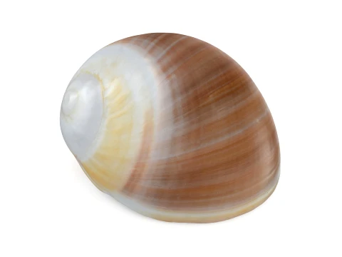 Natica Vitellus 3D Model