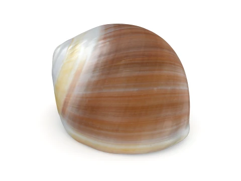 Natica Vitellus 3D Model