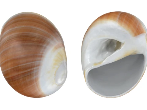 Natica Vitellus 3D Model