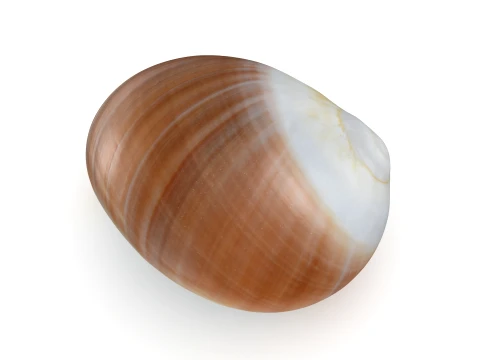 Natica Vitellus 3D Model