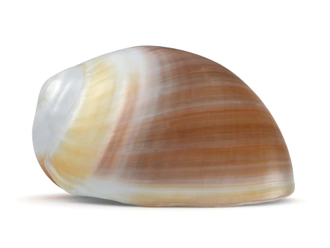 Natica Vitellus 3D Model