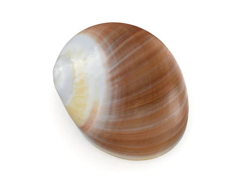Natica Vitellus 3D Model