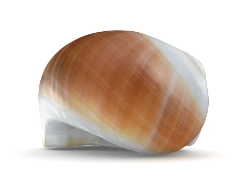 Natica Vitellus 3D Model