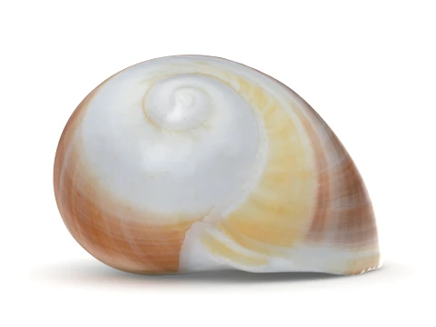 Natica Vitellus 3D Model