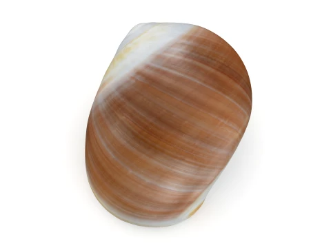 Natica Vitellus 3D Model