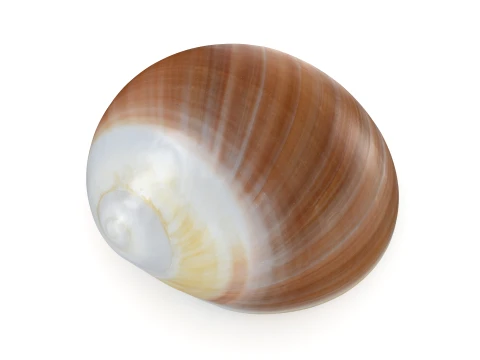Natica Vitellus 3D Model