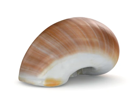 Natica Vitellus 3D Model