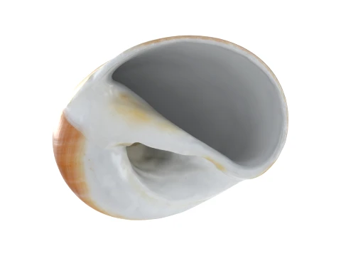 Natica Vitellus 3D Model
