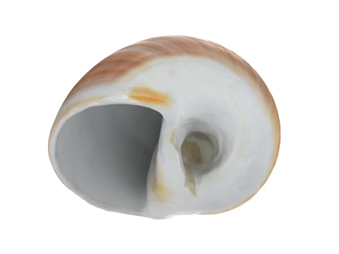 Natica Vitellus 3D Model