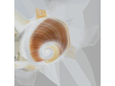 Natica Vitellus 3D Model