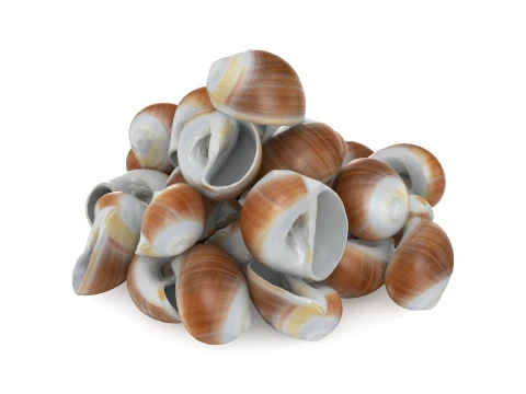 Natica Vitellus Pile 3D Model