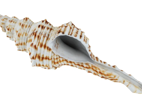 Nicobar Spindle 3D Model