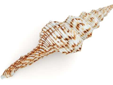 Nicobar Spindle 3D Model