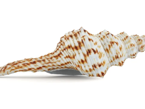 Nicobar Spindle 3D Model