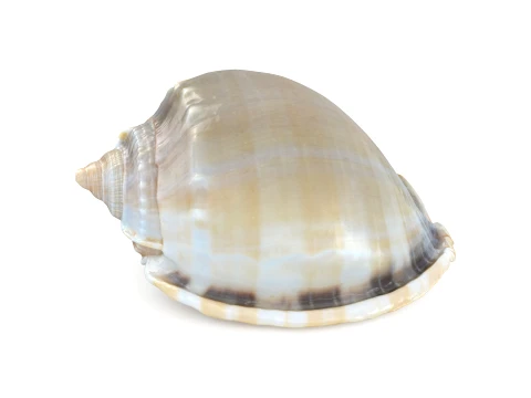 Phalium Glaucum 3D Model