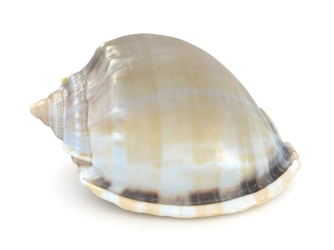 Phalium Glaucum 3D Model