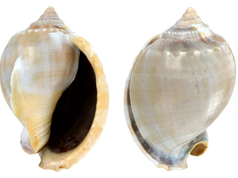 Phalium Glaucum 3D Model