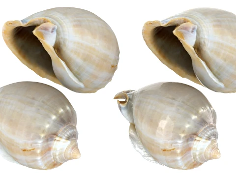 Phalium Glaucum 3D Model