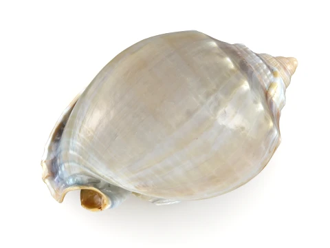 Phalium Glaucum 3D Model