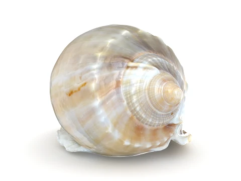 Phalium Glaucum 3D Model
