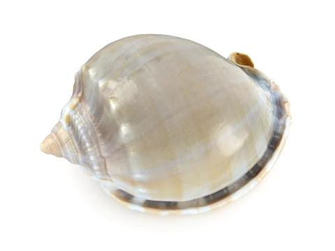 Phalium Glaucum 3D Model