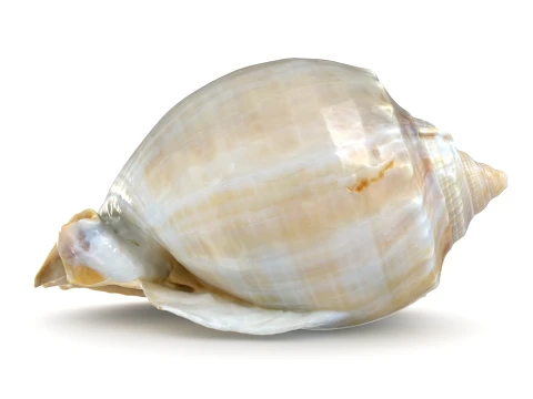 Phalium Glaucum 3D Model