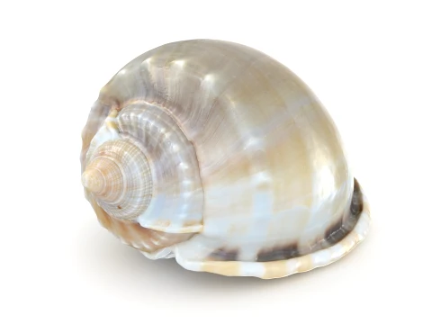 Phalium Glaucum 3D Model