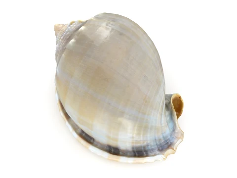 Phalium Glaucum 3D Model
