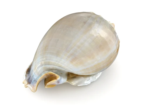 Phalium Glaucum 3D Model