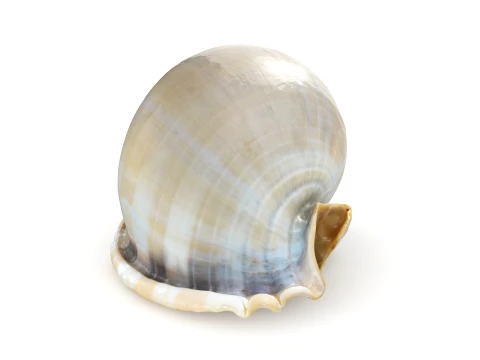 Phalium Glaucum 3D Model