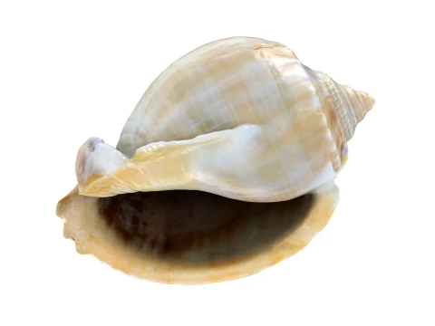 Phalium Glaucum 3D Model