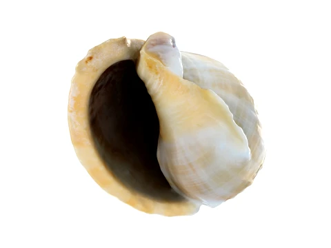 Phalium Glaucum 3D Model