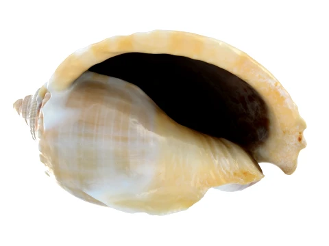 Phalium Glaucum 3D Model