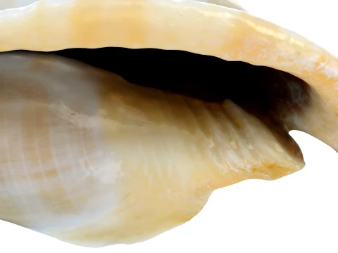 Phalium Glaucum 3D Model