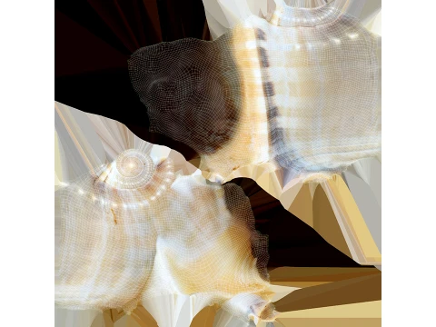 Phalium Glaucum 3D Model