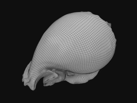 Phalium Glaucum 3D Model