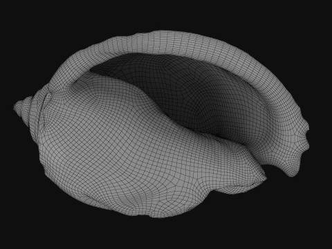 Phalium Glaucum 3D Model