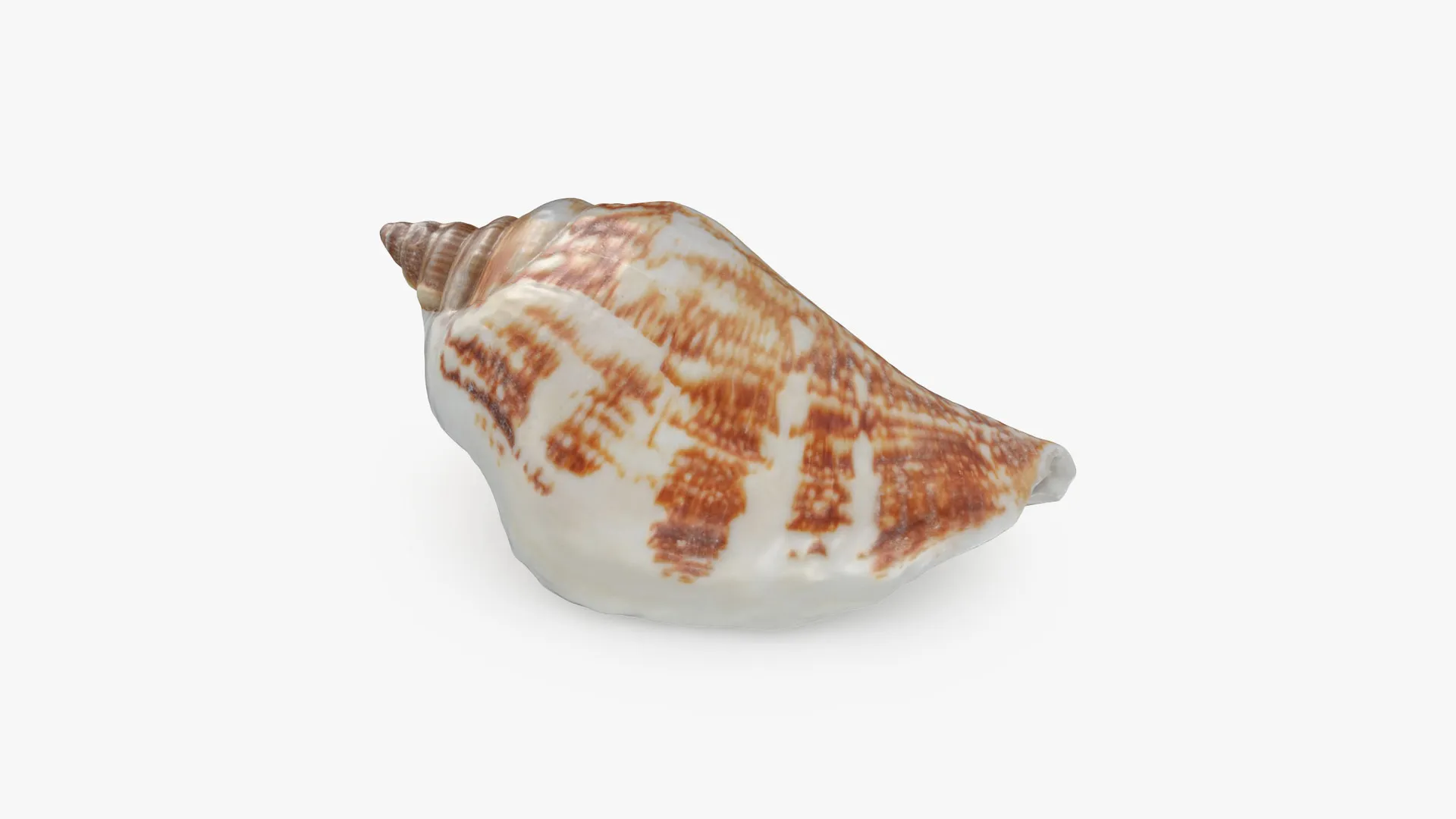 Pierced Shell Cones 3D Model .c4d .max .obj .3ds .fbx .stl .blend 