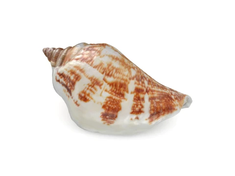 Pierced Shell Cones 3D Model
