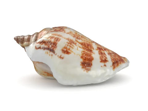 Pierced Shell Cones 3D Model