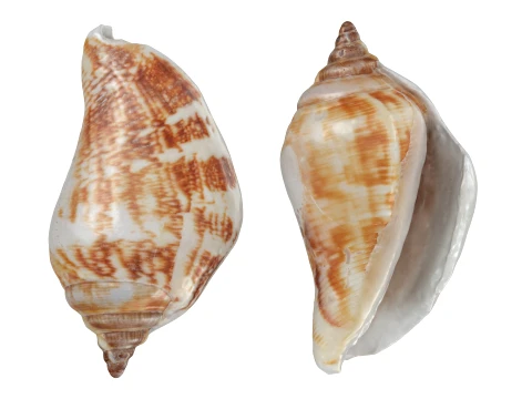 Pierced Shell Cones 3D Model