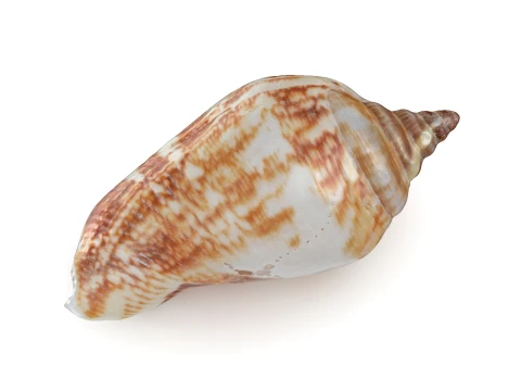 Pierced Shell Cones 3D Model