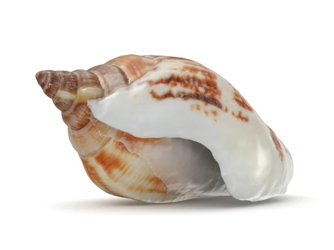 Pierced Shell Cones 3D Model