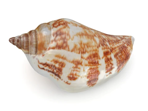 Pierced Shell Cones 3D Model