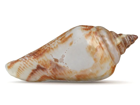 Pierced Shell Cones 3D Model
