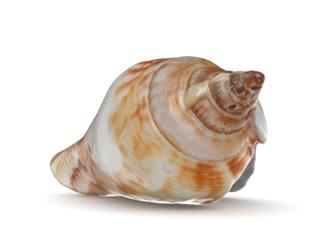 Pierced Shell Cones 3D Model