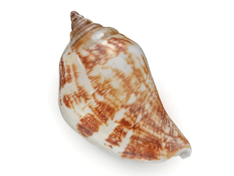 Pierced Shell Cones 3D Model