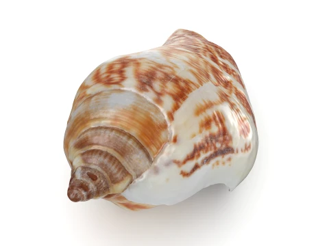 Pierced Shell Cones 3D Model