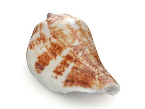 Pierced Shell Cones 3D Model