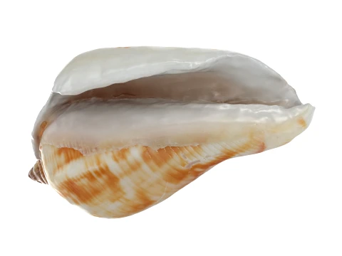 Pierced Shell Cones 3D Model